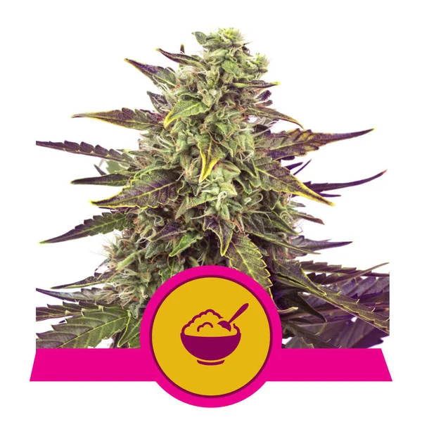 Image: https://portal.basilbush.co.uk/productimages/Seeds/I6zSKkU95EM2cf491682326975_1.webp