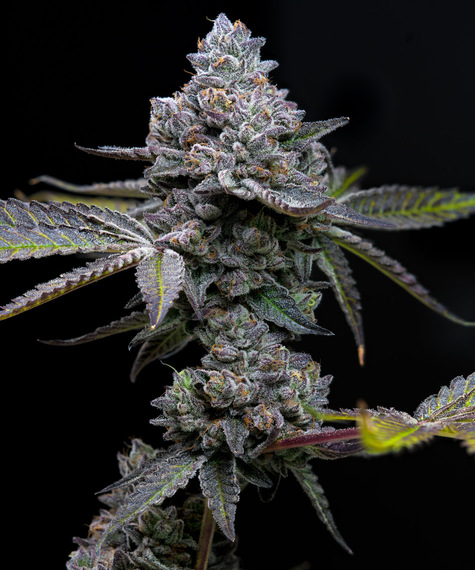 Image: https://portal.basilbush.co.uk/productimages/Seeds/LOlBwWIFeoM4yFR61732629911_1.jpg